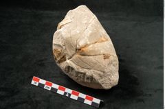 Foto (Seitenansicht) von Credneria denticulata Zenk. (NHMW-GEO-2024-0188-10599)